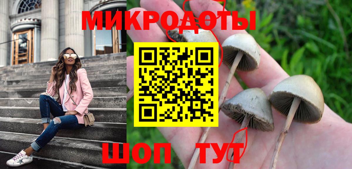 Псилоцибиновые грибы Psilocybe Скопин